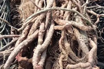 黑老虎药材