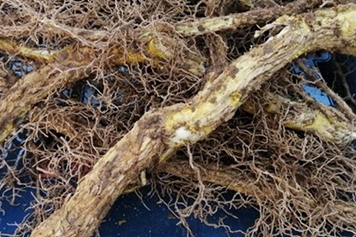 花椒树根