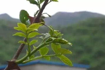 花椒树芽