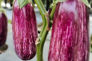 花茄子