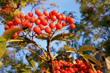 花楸