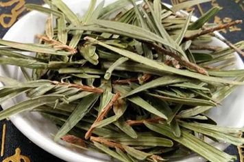 红豆杉枝叶