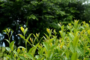 红豆杉茶叶
