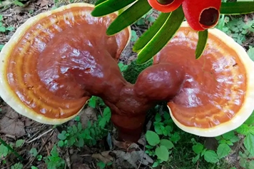 红豆杉灵芝