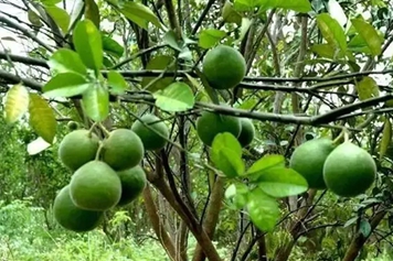 广式化橘红