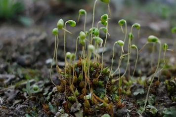 葫芦藓