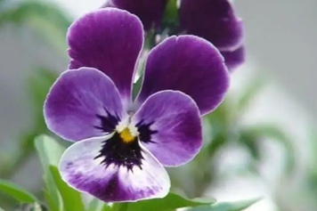 中药蝴蝶花