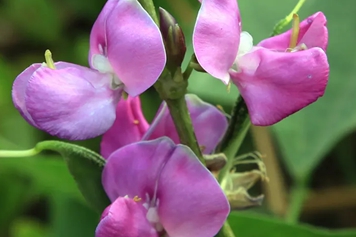 花扁豆