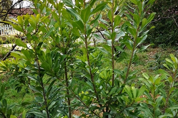 黄疸树