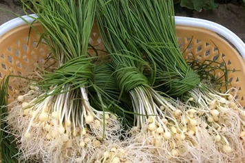 胡葱子
