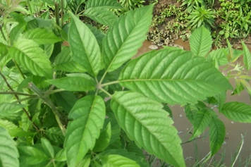 黄荆