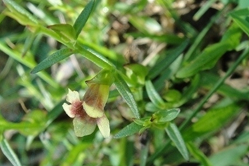 胡麻草