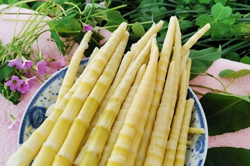 白笋
