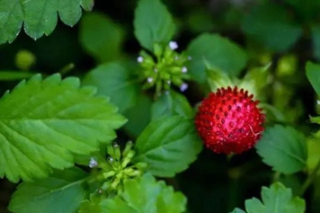 蛇草莓