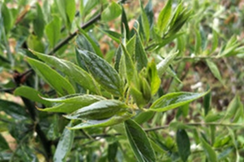 青刺尖茶