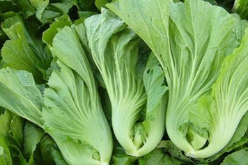 大叶芥菜