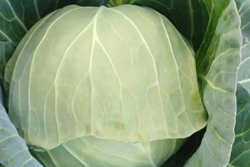 铁头包菜