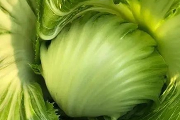 包心芥菜
