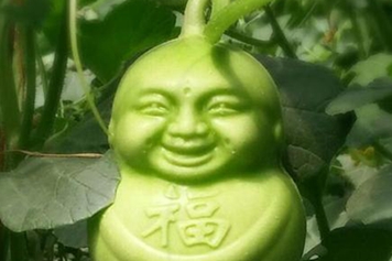 福娃人参果