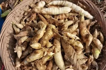 东京薯