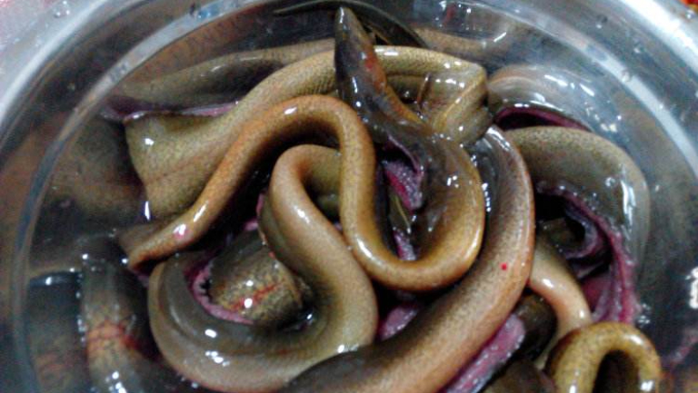 鳝鱼