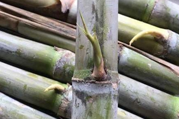 绿皮甘蔗