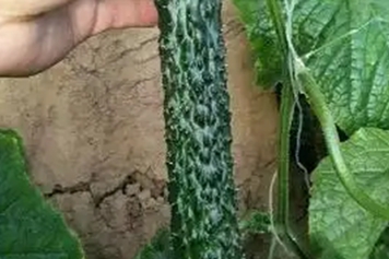 秋黄瓜