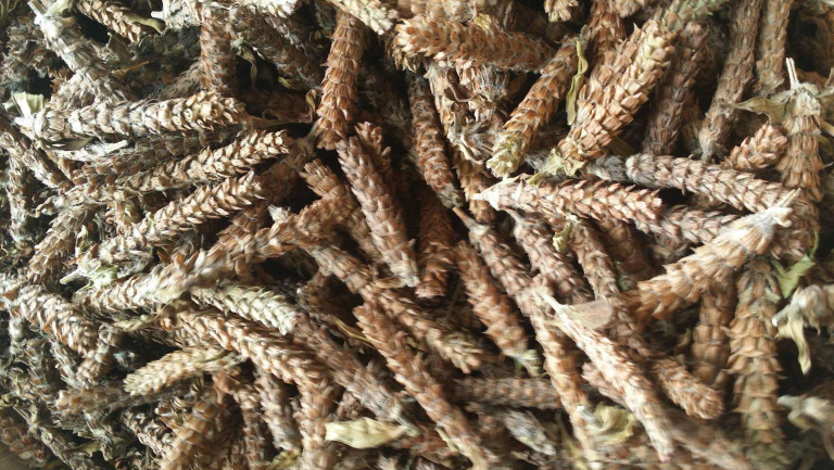夏枯草