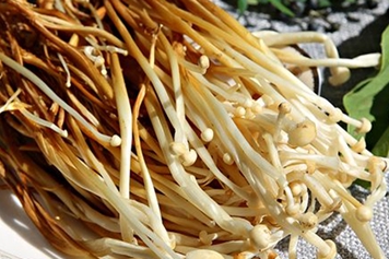 黄金针菇
