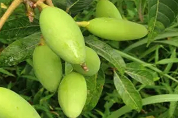 青橄榄果