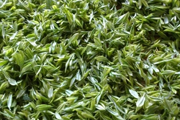 高山云雾茶