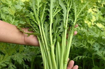 蒿子菜