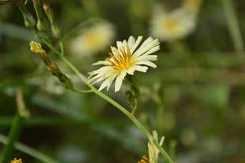 多裂翅果菊