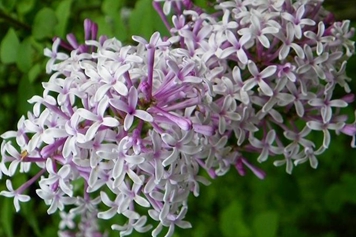 野丁香花