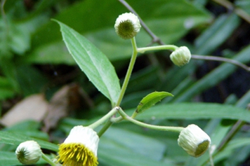 东风草