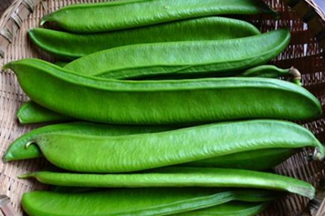 刀豆根