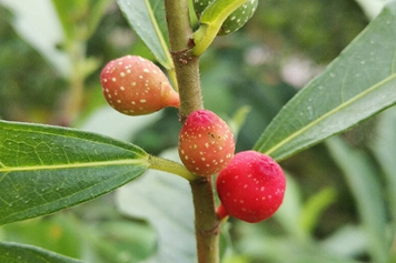 地果根茎药用