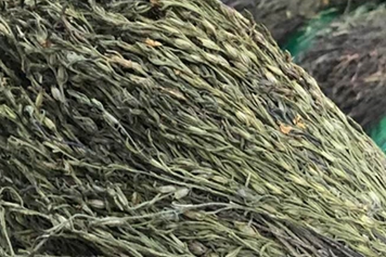 独脚金鸡