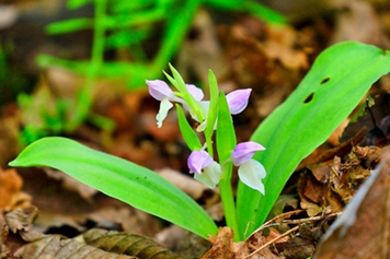 独叶白芨