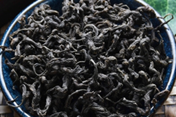 杜仲嫩芽茶