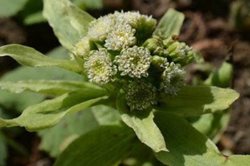 蜂斗菜