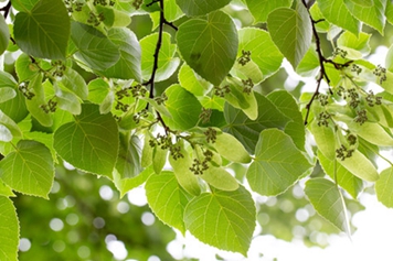 椴树花