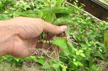 豆腐柴根