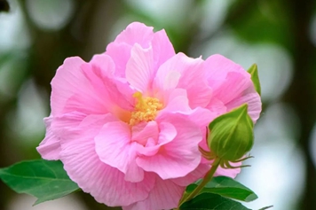 芙蓉