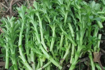 费菜根