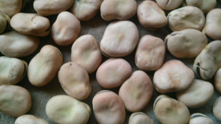 蚕豆