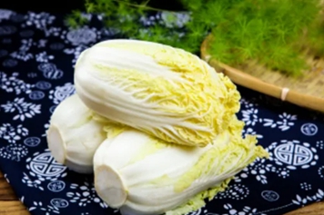 黄芽白菜