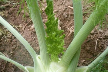茴香头