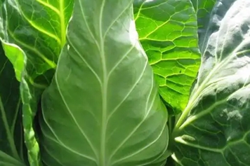鸡心包菜