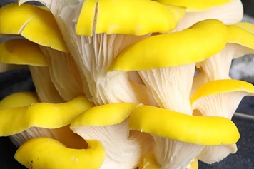 鸡油菇